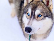 Les races de chiens aux yeux bleus : Des chiens au caractère unique ! races de chiens aux yeux bleus