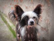 Les races de chiens les plus moches du monde, mais au super caractère chiens les plus moches