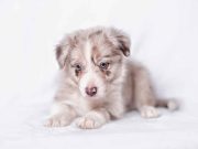 7 couleurs de pelage rares chez les chiens couleurs de pelage rares chez les chiens