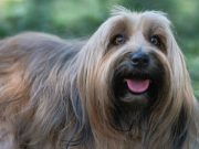 Les races de chiens qui aboient le moins souvent Terrier tibétain