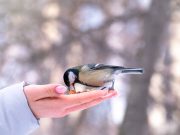 Faut-il donner à manger aux oiseaux de nos jardins en hiver ? Quand et comment le faire ?