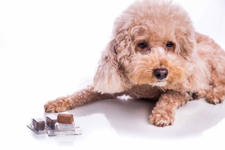 Pourquoi est-il déconseillé de donner du chocolat à son chien?