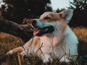 Les pouvoirs cachés du Welsh Corgi Pembroke : 5 choses que vous ignorez sur cette race Welsh Corgi Pembroke