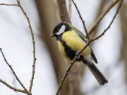12 oiseaux sauvages les plus beaux de notre pays, avec photos noms d'oiseaux sauvages de notre pays