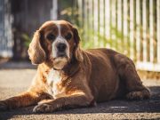 Les races de chien de chasse : différentes spécialités pour différents chasseurs Le springer anglais