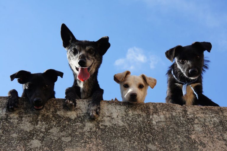 Les chiens qui aiment les sports extrêmes : surf, skate, escalade…
