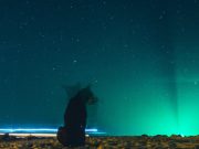 Les races de chien qui sont les plus actives la nuit chien dans la nuit