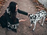 Les races de chiens qui sont souvent utilisées dans le cinéma et à la télévision Une vie de chien