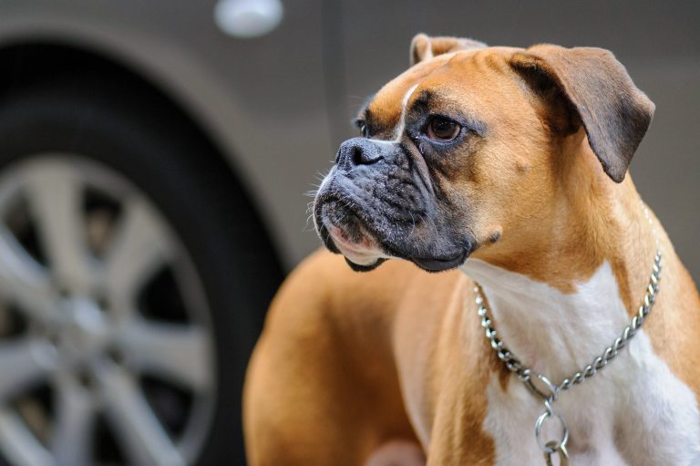 7 qualités admirables de la race de chien du Boxer