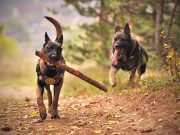 Les races de chiens qui sont les plus endurantes physiquement races de chien les plus endurantes