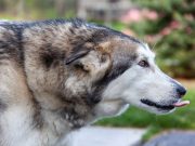 Les superbes races de chien qui ressemblent à des loups Des chiens loups