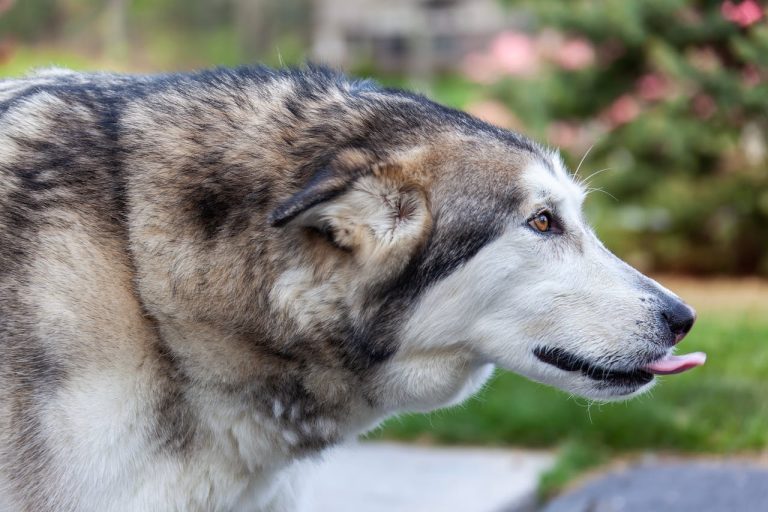 Les superbes races de chien qui ressemblent à des loups