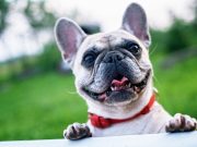 Les races de chien qui ont le plus de patience : les Zen à Quatre Pattes Bouledogue Français