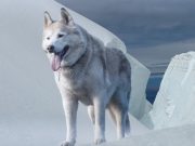 Les races de chien qui sont liées à des légendes et mythes, chiens et mystère husky sibérien