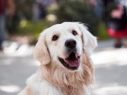 Les 6 bonheurs cachés derrière les expressions faciales de votre chien Golden Retriever