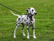 Les plus belles races de chiens au monde, qui captivent par leur beauté Dalmatien