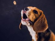 Les races de chiens qui aboient beaucoup races de chiens qui aboient beaucoup