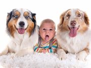 Les races de chien qui ont une affection naturelle pour les nouveau-nés races de chien qui ont une affection naturelle pour les nouveau-nés