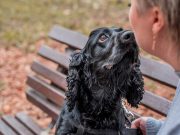 Les races de chien qui adorent être enlacées par leur maître