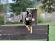 Les races de chien qui sont les plus compétitives races de chien qui sont les plus compétitives