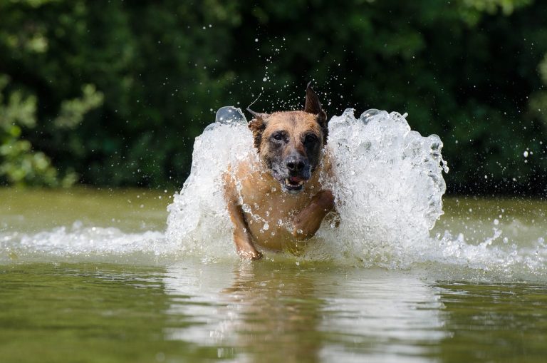 Les extraordinaires races de chiens de berger