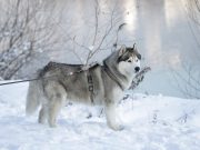 Les plus belles races de chien de traîneau races de chien de traîneau