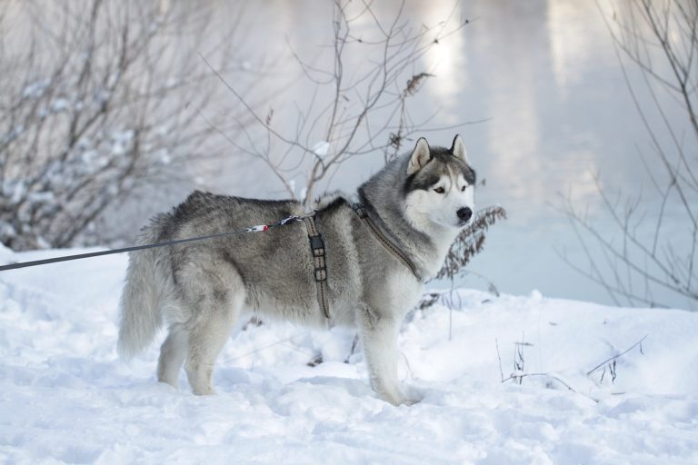 Les plus belles races de chien de traîneau