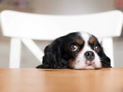 Les 8 races de chien qui sont les plus discrètes et silencieuses races de chien les plus discrètes et silencieuses