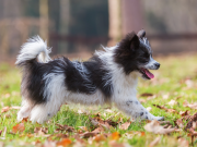 Les 8 races de chien qui sont les plus expressives avec leur queue races de chien expressives avec leur queue