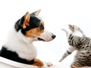 Les races de chien qui sont incompatibles avec les chats races de chien qui sont incompatibles avec les chats
