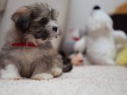 Les plus belles races de chiens mini, avec un immense coeur plus belles races de chiens mini