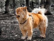 Les races de chiens les moins obéissantes : L’esprit libre canin races de chiens les moins obéissantes