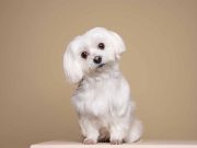 Les 5 superbes races de chiens au pelage blanc plus belles races de chiens au pelage blanc