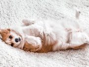 Les races de chien qui sont de vrais anges races de chien qui sont de vrais anges