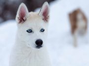 Quelles races de chien ont les yeux bleus topazes ? races de chien ont les yeux bleus topazes