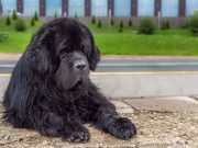 Les 5 races de chiens les plus grosses du monde races de chiens les plus grosses