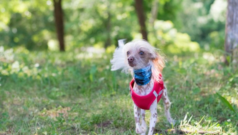 Les plus belles races de chiens sans poils