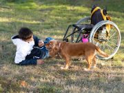 Les races de chien qui sont les meilleurs auxiliaires de rééducation Races de chiens qui font les meilleurs auxiliaires de rééducation