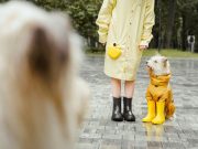 Les races de chien qui ont la meilleure capacité à détecter les changements atmosphériques Capable de détecter les changements atmosphériques