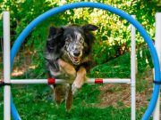 Les races de chiens qui font les meilleurs artistes de cirque chien cirque