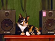 Quelles races de chat apprécient la musique ? chat musique