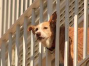 Les races de chiens qui sont les meilleurs protecteurs de la maison chien protecteur