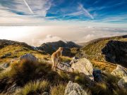 Les races de chien qui ont des instincts de survie exceptionnels chien montagne