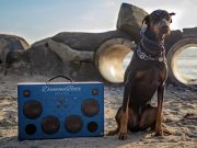 Les races de chien qui ne tolèrent pas les bruits forts chien bruit