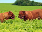 Les races de chiens qui ont les silhouettes les plus impressionnantes gros chien