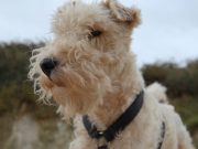 Milou : Tout savoir sur la race de chien iconique de Tintin Milou chien de Tintin