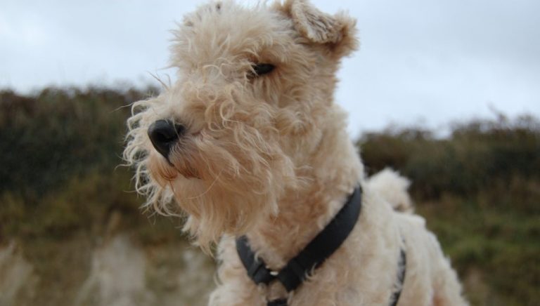 Milou : Tout savoir sur la race de chien iconique de Tintin