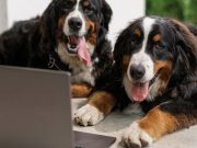 Les 8 races de chien qui comprennent facilement plusieurs langues chien polyglotte