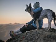 Les 8 races de chien qui veulent rester tout le temps avec leur maître Chiens qui Veulent Rester avec leur Maître