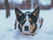 Les races de chien les plus possessives chien possessif